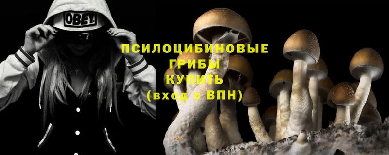 Псилоцибиновые грибы Psilocybe Гудермес